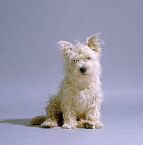 West highland white terrier, ungroomed