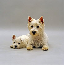 West highland white terrier bitch, with one of her 7-week pups