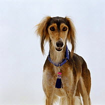Portrait of Red frizzle Saluki bitch, 4-years