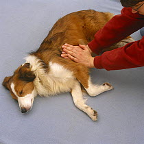 Demonstrating cardiac massage on Sable Border Collie, Model released