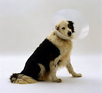 Border Collie, 12-year, in Elizabethan collar to prevent scratching of sutured lower eyelid