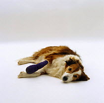 Sable Border Collie with bandaged fore paw after toe amputation (Osteomyelitis)