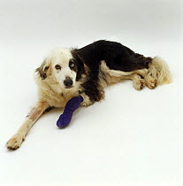 Border Collie, 14 years old, with bandaged fore leg