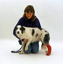 Springer x Border Collie with bandaged hind foot