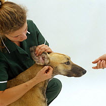 Vet nurse lifting ear flap of blue-fawn Saluki Lurcher bitch, inspecting the ear