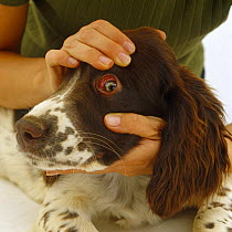 Examining the eye of English Springer Spaniel pup