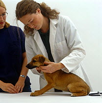 Vet checking neck glands of Patterdale x Jack Russell Terrier, 8-week pup
