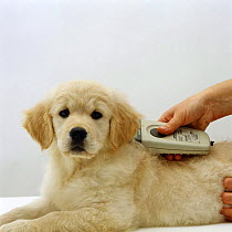 Golden Retriever pup, 9-week being checked for identity chip