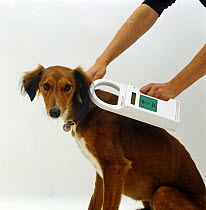 Checking micro-chip using Bayer reader on Saluki Lurcher, Model released