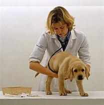 Vet examining 9-week Yellow Labrador Puppy before his primary vaccination. Listening to his heart and chest with a stethoscope