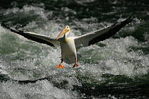 American white pelican {Pelecanus erythrorhynchos} landing on water, USA
