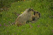 Hoary Marmots Wrestling (Marmota caligata)Montana, USA