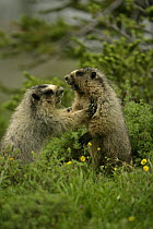 Hoary Marmots Wrestling (Marmota caligata)Montana, USA