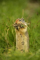 Columbian Ground Squirrel (Spermophilus columbianus) gathering grass for nest, Montana, USA