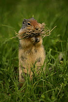 Columbian Ground Squirrel (Spermophilus columbianus) gathering grass for nest, Montana, USA