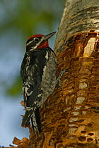 Red-naped Sapsucker (Sphyrapicus nuchalis) on tree trunk where rows of shallow holes have been drilled in the tree bark over a period of years to drink sap and feed on insects, Montana, USA