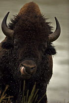 Bison (Bison bison) male, Yellowstone NP, Wyoming, USA