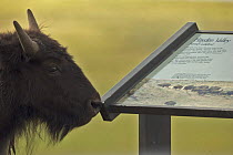 Bison (Bison bison) male, by information board in Hayden Valley, Yellowstone NP, Wyoming, USA,