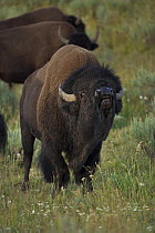 Bison (Bison bison) male bellowing during rut, Yellowstone NP, Wyoming, USA