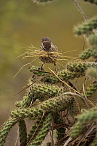 Cactus Wren (Campylorhnchus brunneicapillus) gathering nest material, Arizona, USA