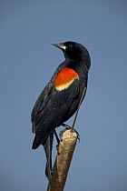 Red-winged Blackbird {Agelaius phoeniceus} male, NY, USA
