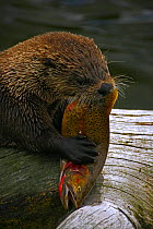 Canadian River Otter (Lutra canadensis) feeding on Cutthroat Trout (Oncorhynchus clarkii) Montana, USA