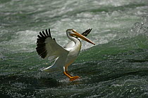 American white pelican {Pelecanus erythrorhynchos} landing on water, USA
