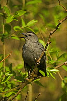 Gray Catbird {Dumetella carolinensis} singing, USA
