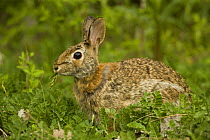Eastern Cottontail rabbit {Sylvilagus floridanus} feeding, Pennsylvania, USA.