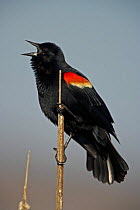 Red-winged Blackbird {Agelaius phoeniceus} male singing,  NY, USA
