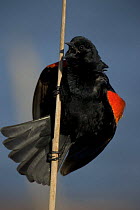 Red-winged Blackbird {Agelaius phoeniceus} male courtship display, NY, USA