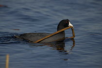 American Coot {Fulica americana} carrying nest material, NY, USA
