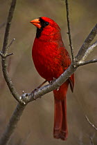 Northern Cardinal {Cardinalis cardinalis} male, Pennsylvania, USA