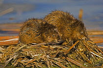 Muskrats {Ondatra zibethica} pair on nest material, NY, USA
