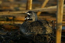 Pied billed Grebe {Podilymbus podiceps} calling on nest, NY, USA