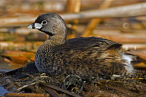 Pied billed Grebe {Podilymbus podiceps} on nest, NY, USA