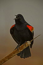 Red winged Blackbird {Agelaius phoeniceus} male singing, NY, USA