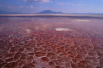Soda crust on Lake Natron, Tanzania, coloured red by alkali cyanobacteria, breeding site of endangered Lesser Flamingo