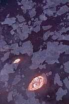 Soda crust on Lake Natron, Tanzania, coloured red by alkali cyanobacteria
