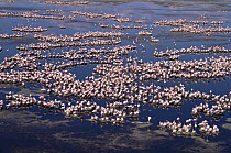 Nesting colony of Lesser Flamingo {Phoeniconaias minor} Lake Natron, Tanzania - Lesser flamingoes are threatened in East Africa and Lake Natron (their only breeding site) is now under threat from indu...