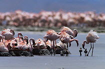 Adults with chicks at nesting colony of Lesser Flamingo {Phoeniconaias minor} Lake Natron, Tanzania - Lesser flamingoes are threatened in East Africa and Lake Natron (their only breeding site) is now...