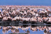 Nesting colony of Lesser Flamingo {Phoeniconaias minor} Lake Natron, Tanzania - Lesser flamingoes are threatened in East Africa and Lake Natron (their only breeding site) is now under threat from indu...