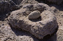Mineralised egg in nest of Lesser Flamingo {Phoeniconaias minor} Lake Natron, Tanzania. Water from the lake has evaporated leaving highly alkaline deposit that mineralises the nest.