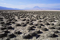 Old nesting colony of Lesser Flamingo {Phoeniconaias minor} Lake Natron, Tanzania. Lesser flamingoes are threatened in East Africa and Lake Natron (their only breeding site) is now under threat from i...