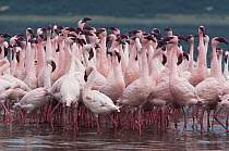Flock of Lesser flamingoes {Phoeniconaias minor} Lake Bogoria, Kenya