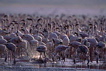 Flock of Lesser flaminogoes {Phoeniconaias minor} bathing and feeding in mist, Lake Bogoria, Kenya