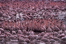 Flock of Lesser flaminogoes {Phoeniconaias minor} Lake Bogoria, Kenya