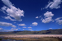 Flock of Lesser flaminogoes {Phoeniconaias minor} Lake Bogoria, Kenya
