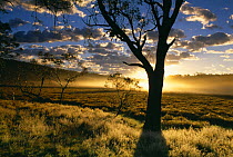 Polblue Marsh at dawn, Barrington Tops National Park, New South Wales, Australia