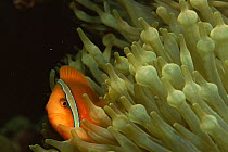Red and black anemonefish {Amphiprion melanopus} resting amongst tentacles of Sea anemone, Philippines